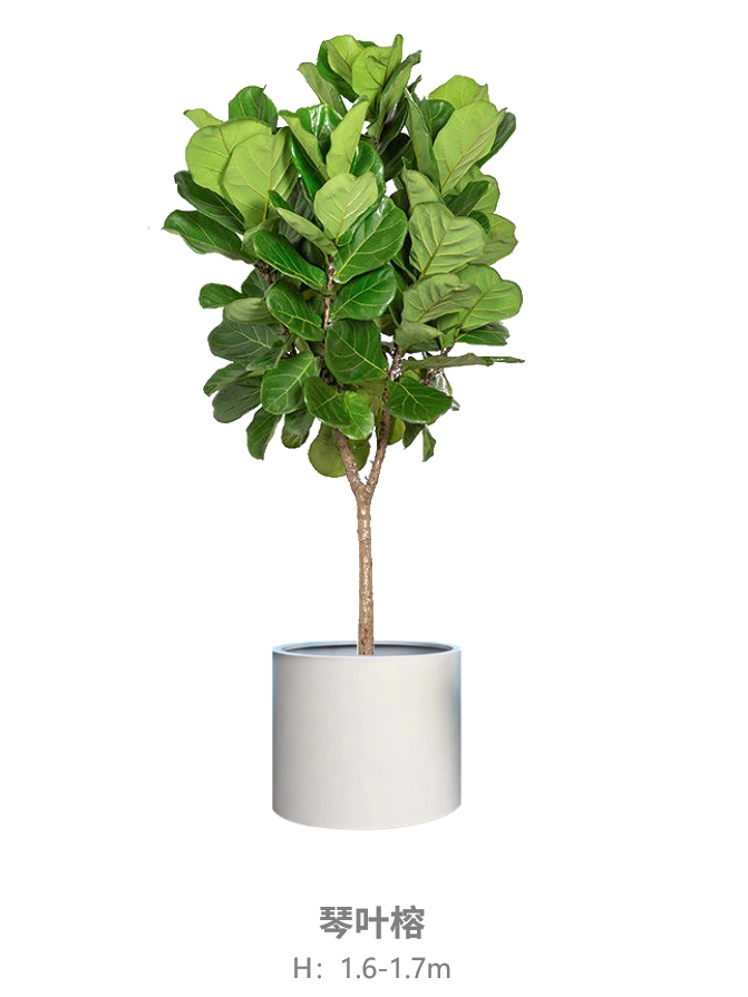 琴叶榕.jpg