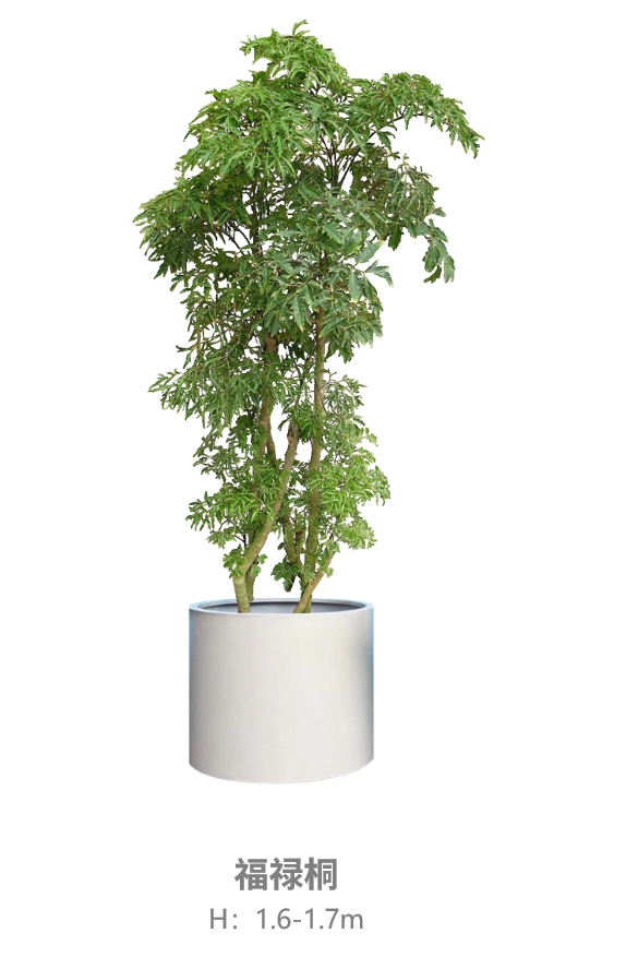 福禄桐.jpg