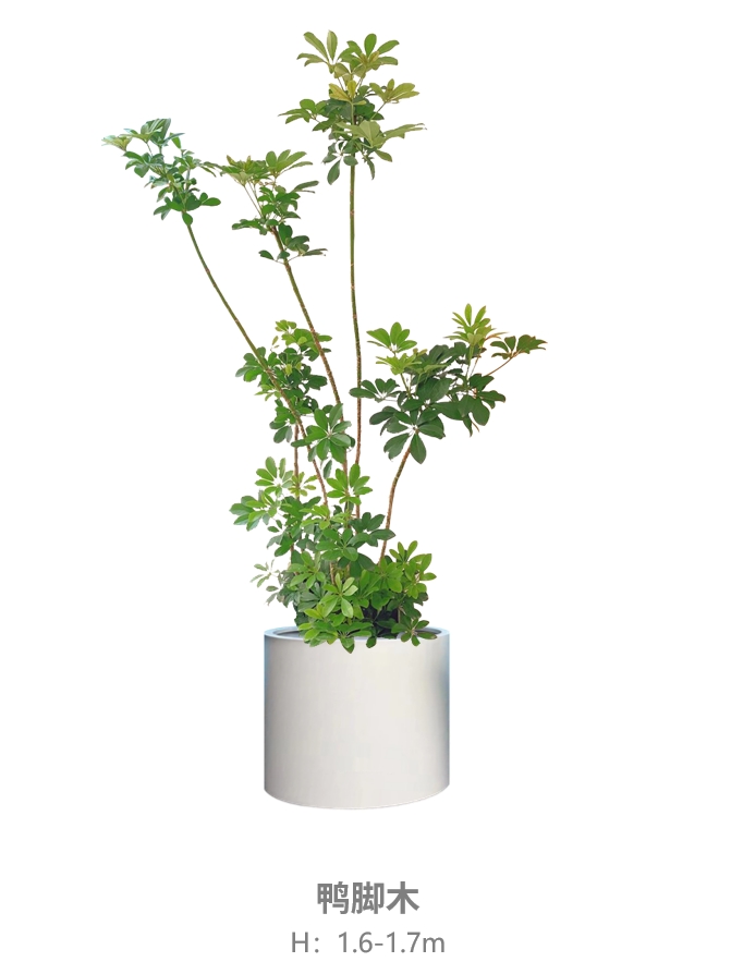 鸭脚木.jpg