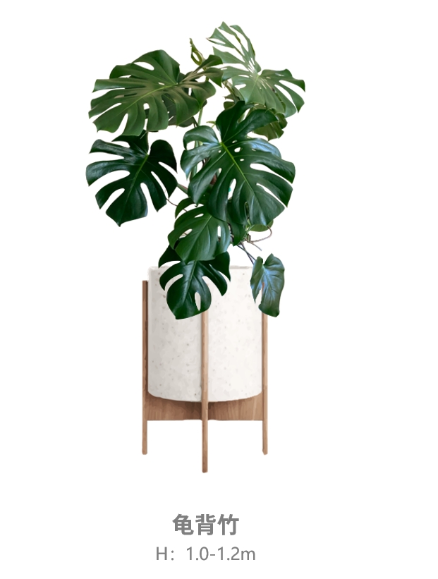 龟背竹.jpg