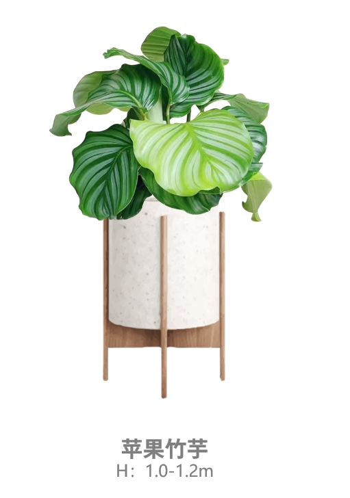苹果竹芋.jpg