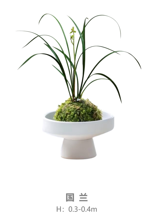国兰.jpg