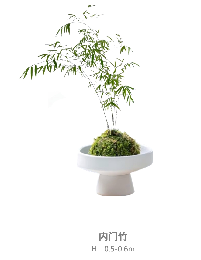 内门竹.png